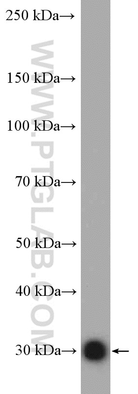 Western Blot (WB) analysis of PC-3 cells using EEF1B2 Polyclonal antibody (10095-2-AP)