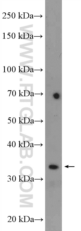 Western Blot (WB) analysis of mouse kidney tissue using EEF1B2 Polyclonal antibody (10483-1-AP)