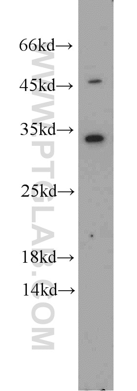 Western Blot (WB) analysis of HEK-293 cells using EEF1B2 Polyclonal antibody (10483-1-AP)
