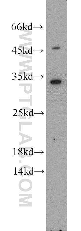 WB analysis of HEK-293 using 10483-1-AP