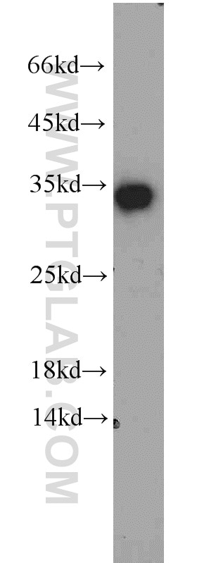 Western Blot (WB) analysis of PC-3 cells using EEF1B2 Polyclonal antibody (10483-1-AP)