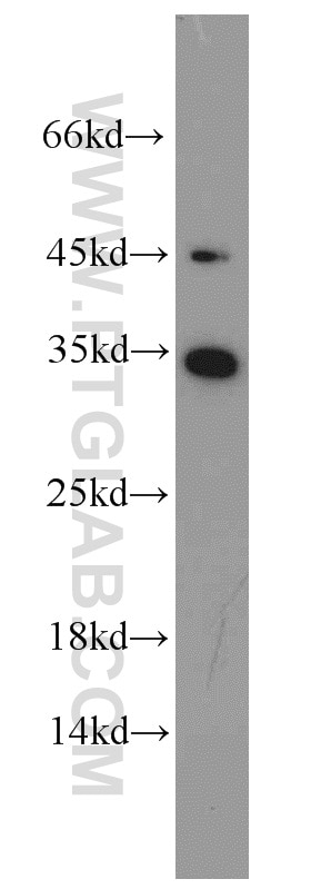 Western Blot (WB) analysis of HepG2 cells using EEF1B2 Polyclonal antibody (10483-1-AP)