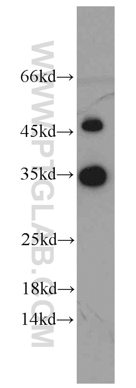 Western Blot (WB) analysis of HepG2 cells using EEF1B2 Polyclonal antibody (10483-1-AP)