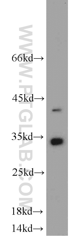 Western Blot (WB) analysis of HepG2 cells using EEF1B2 Polyclonal antibody (10483-1-AP)