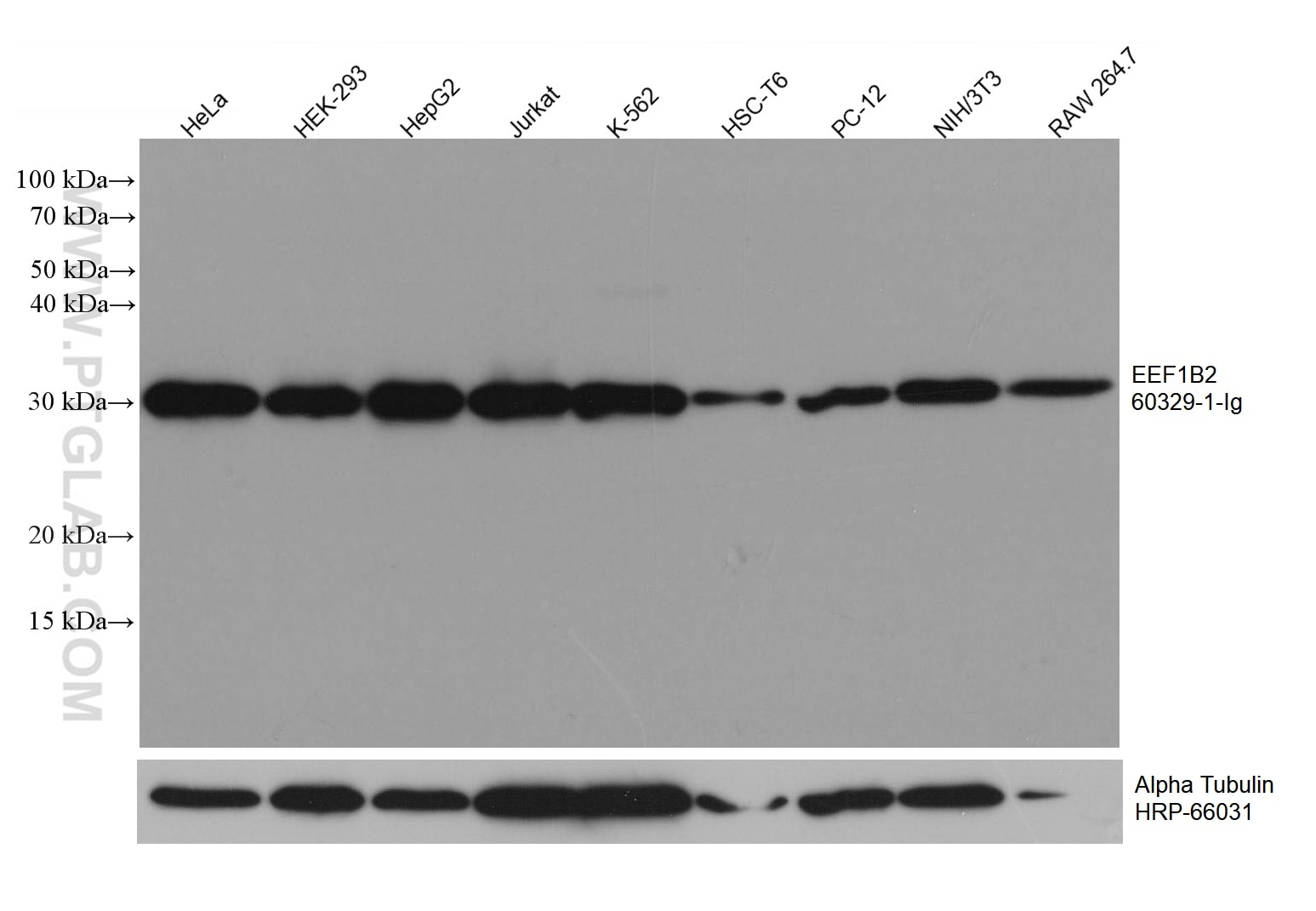 Western Blot (WB) analysis of various lysates using EEF1B2 Monoclonal antibody (60329-1-Ig)