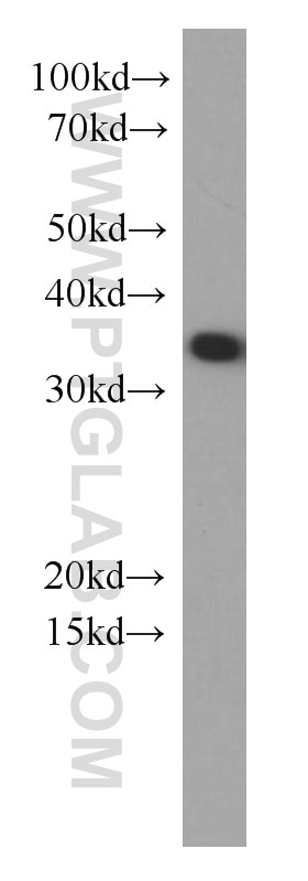 Western Blot (WB) analysis of HEK-293 cells using EEF1B2 Monoclonal antibody (60329-1-Ig)