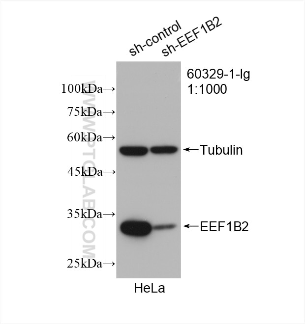 Western Blot (WB) analysis of HeLa cells using EEF1B2 Monoclonal antibody (60329-1-Ig)