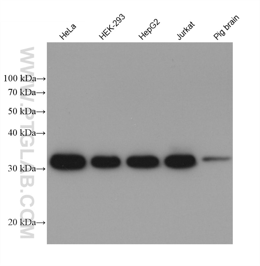 Western Blot (WB) analysis of various lysates using EEF1B2 Monoclonal antibody (60329-1-Ig)