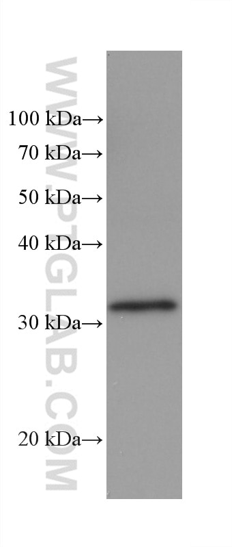 Western Blot (WB) analysis of rabbit brain tissue using EEF1B2 Monoclonal antibody (60329-1-Ig)