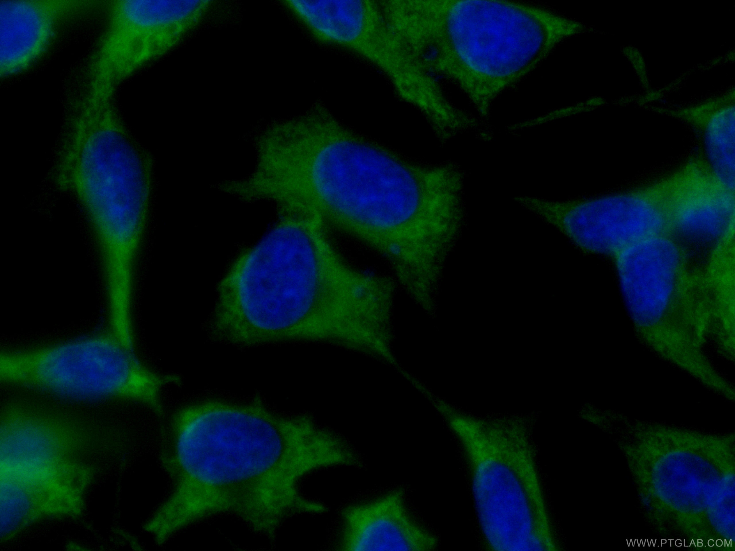 Immunofluorescence (IF) / fluorescent staining of HeLa cells using CoraLite® Plus 488-conjugated EEF1B2 Monoclonal an (CL488-60329)