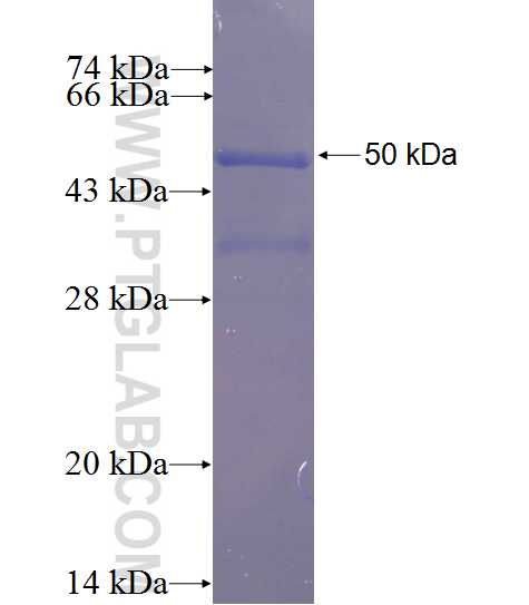 EEF1B2 fusion protein Ag0135 SDS-PAGE