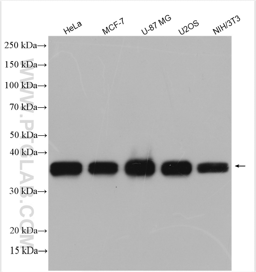 Western Blot (WB) analysis of various lysates using EEF1D Polyclonal antibody (10630-1-AP)