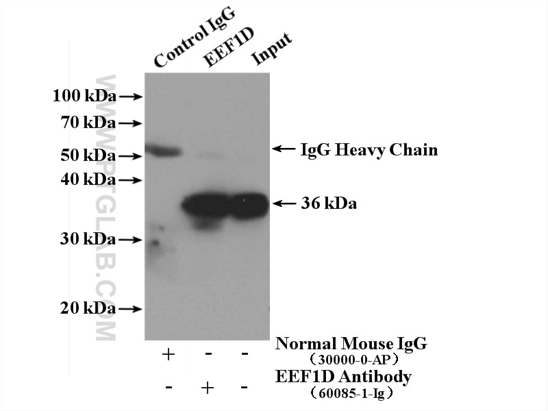 Immunoprecipitation (IP) experiment of MCF-7 cells using human EEF1D Monoclonal antibody (60085-1-Ig)
