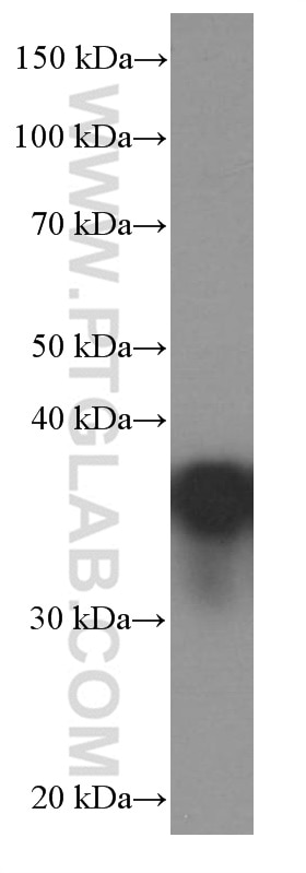 Western Blot (WB) analysis of MCF-7 cells using EEF1D Monoclonal antibody (60085-1-Ig)