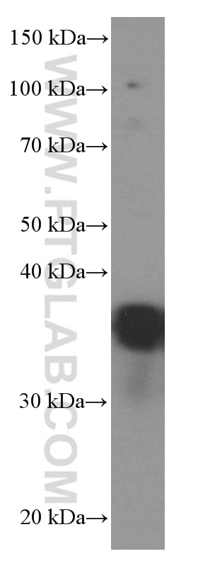 Western Blot (WB) analysis of Jurkat cells using EEF1D Monoclonal antibody (60085-1-Ig)