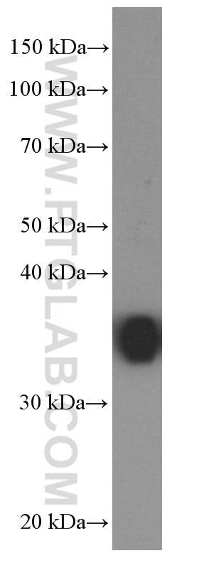 Western Blot (WB) analysis of NIH/3T3 cells using EEF1D Monoclonal antibody (60085-1-Ig)