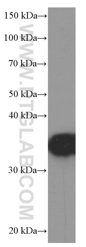 Western Blot (WB) analysis of HeLa cells using EEF1D Monoclonal antibody (60085-1-Ig)
