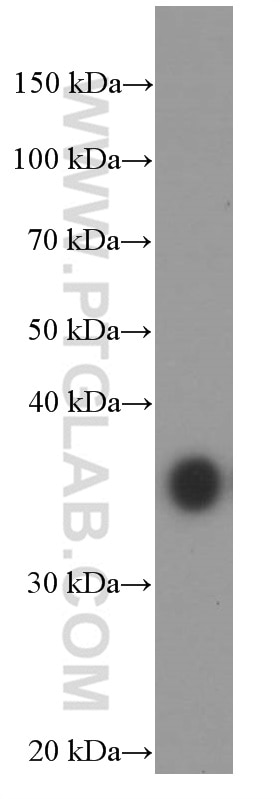 Western Blot (WB) analysis of RAW 264.7 cells using EEF1D Monoclonal antibody (60085-1-Ig)