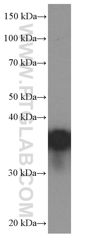 Western Blot (WB) analysis of MCF-7 cells using EEF1D Monoclonal antibody (60085-2-Ig)