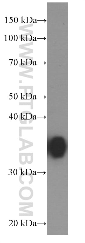 Western Blot (WB) analysis of NIH/3T3 cells using EEF1D Monoclonal antibody (60085-2-Ig)