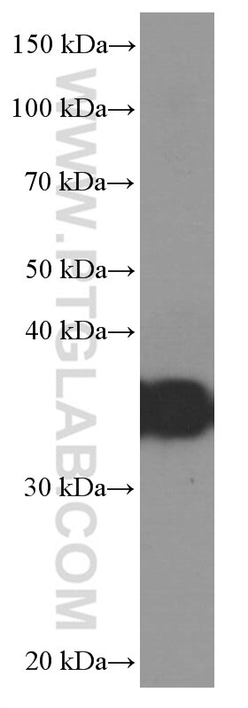 Western Blot (WB) analysis of HeLa cells using EEF1D Monoclonal antibody (60085-2-Ig)