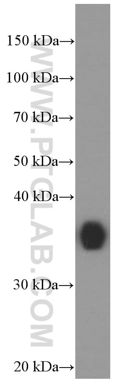 Western Blot (WB) analysis of RAW 264.7 cells using EEF1D Monoclonal antibody (60085-2-Ig)