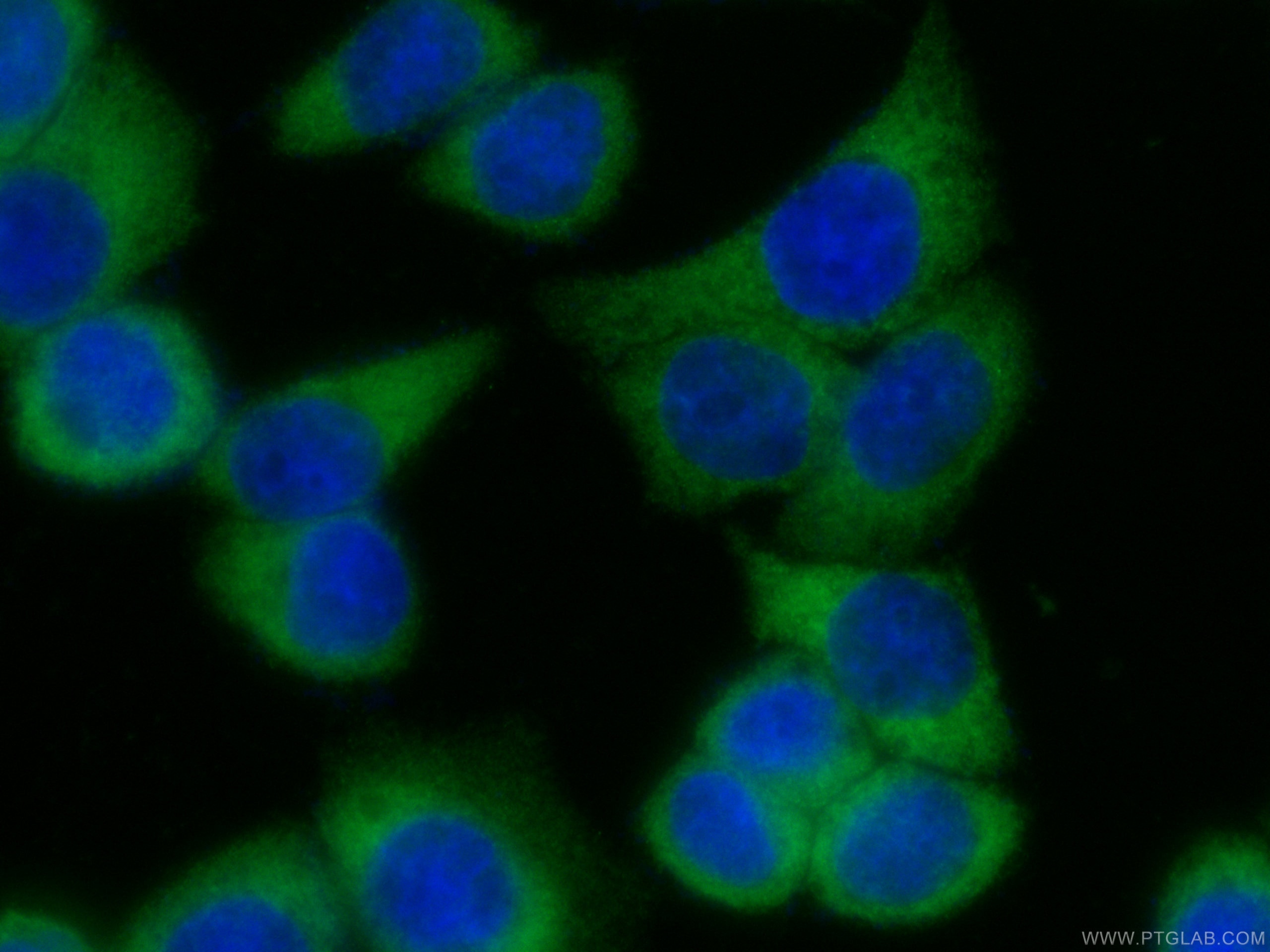 Immunofluorescence (IF) / fluorescent staining of HeLa cells using CoraLite® Plus 488-conjugated EEF1D Monoclonal ant (CL488-60085)