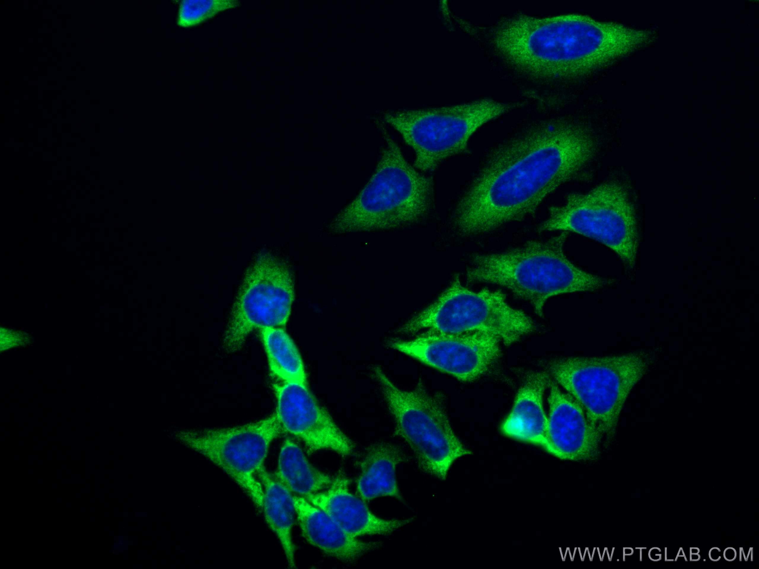 Immunofluorescence (IF) / fluorescent staining of HepG2 cells using CoraLite® Plus 488-conjugated EEF1D Monoclonal ant (CL488-60085)