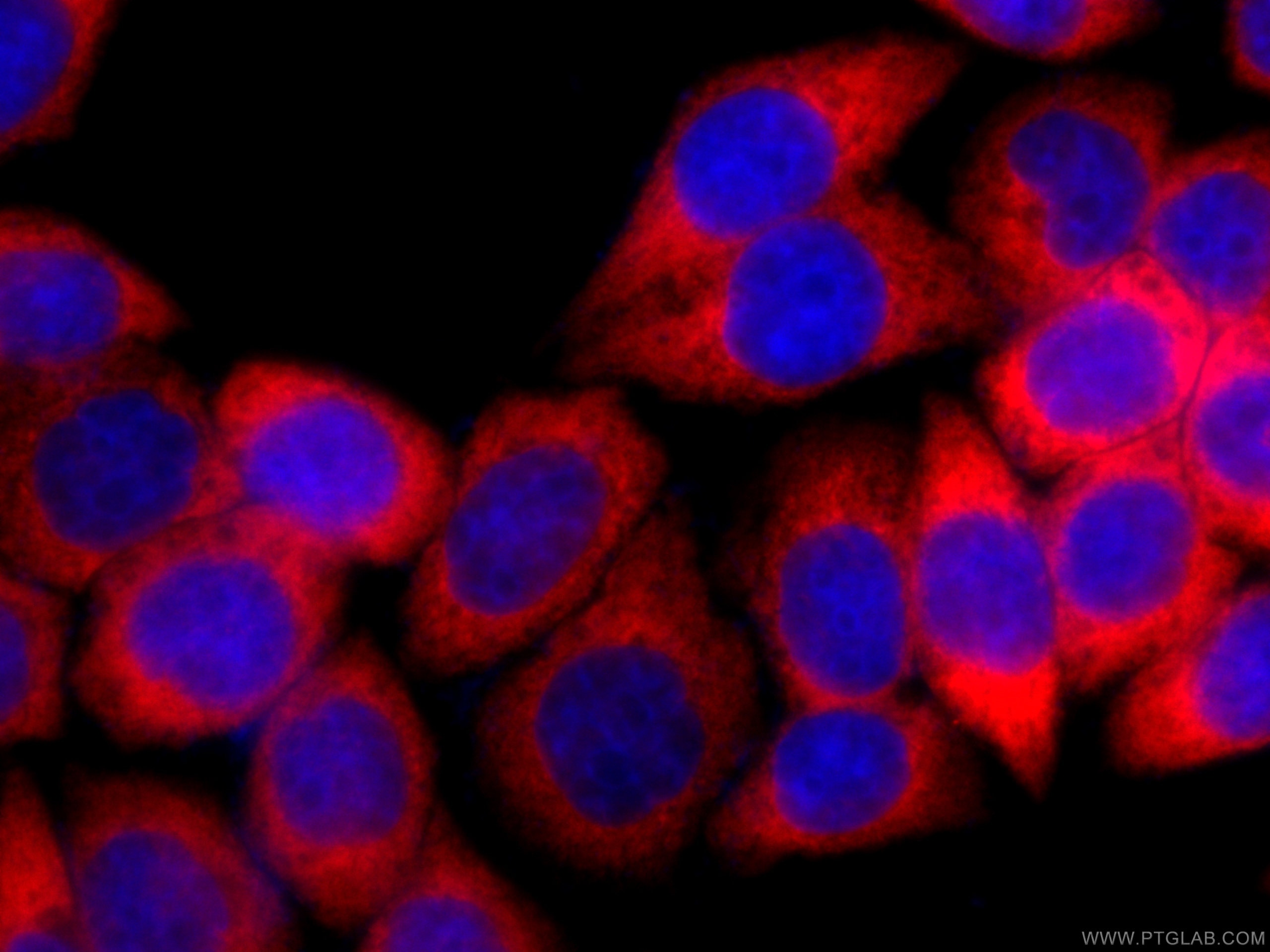 Immunofluorescence (IF) / fluorescent staining of HeLa cells using CoraLite®594-conjugated EEF1D Monoclonal antibody (CL594-60085)