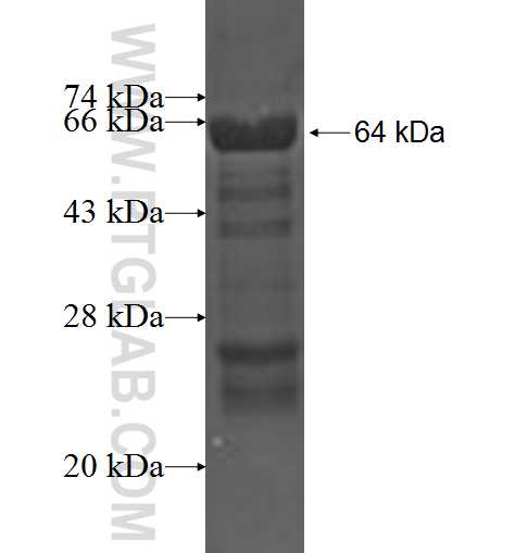 EEF1D fusion protein Ag0983 SDS-PAGE