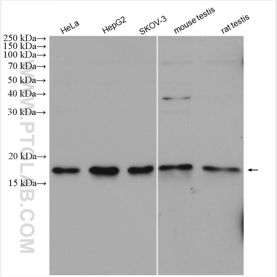 Western Blot (WB) analysis of various lysates using EEF1E1 Polyclonal antibody (10805-1-AP)