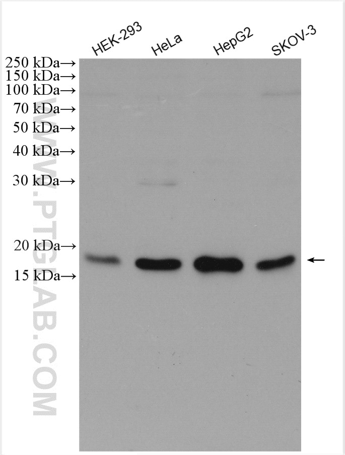 Western Blot (WB) analysis of various lysates using EEF1E1 Polyclonal antibody (10805-1-AP)