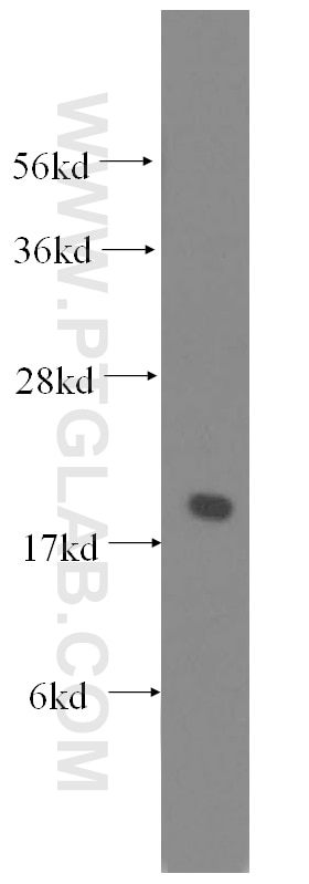 Western Blot (WB) analysis of Jurkat cells using EEF1E1 Polyclonal antibody (10805-1-AP)