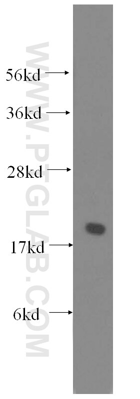 Western Blot (WB) analysis of Jurkat cells using EEF1E1 Polyclonal antibody (10805-1-AP)