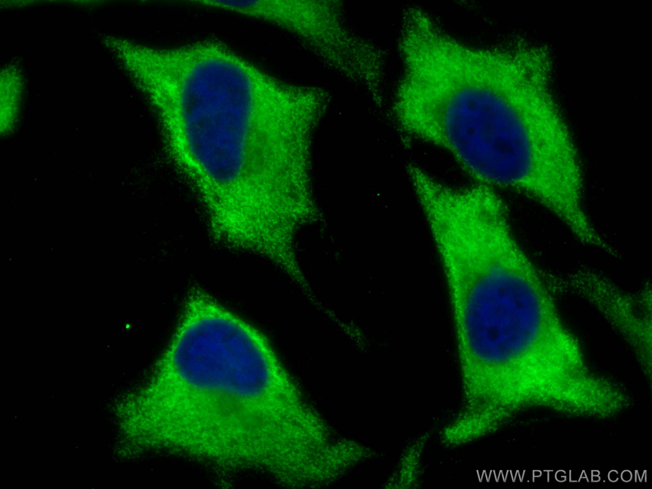 Immunofluorescence (IF) / fluorescent staining of HeLa cells using EEF1G Monoclonal antibody (68148-1-Ig)