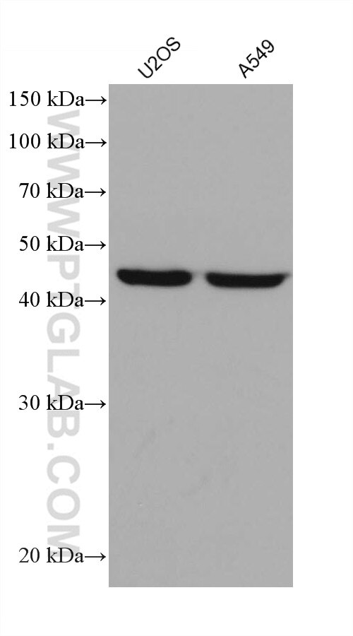 Western Blot (WB) analysis of various lysates using EEF1G Monoclonal antibody (68148-1-Ig)