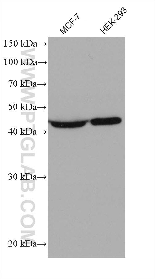 Western Blot (WB) analysis of various lysates using EEF1G Monoclonal antibody (68148-1-Ig)