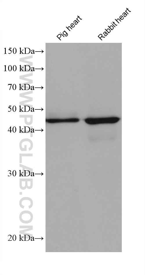 Western Blot (WB) analysis of various lysates using EEF1G Monoclonal antibody (68148-1-Ig)