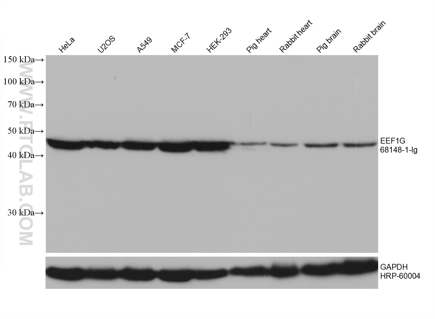 Western Blot (WB) analysis of various lysates using EEF1G Monoclonal antibody (68148-1-Ig)