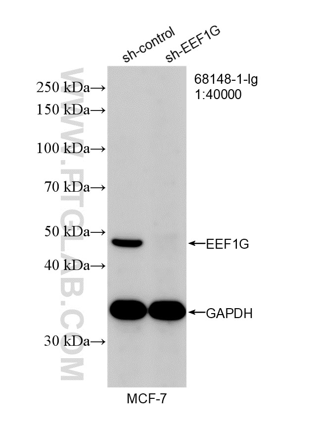 Western Blot (WB) analysis of MCF-7 cells using EEF1G Monoclonal antibody (68148-1-Ig)