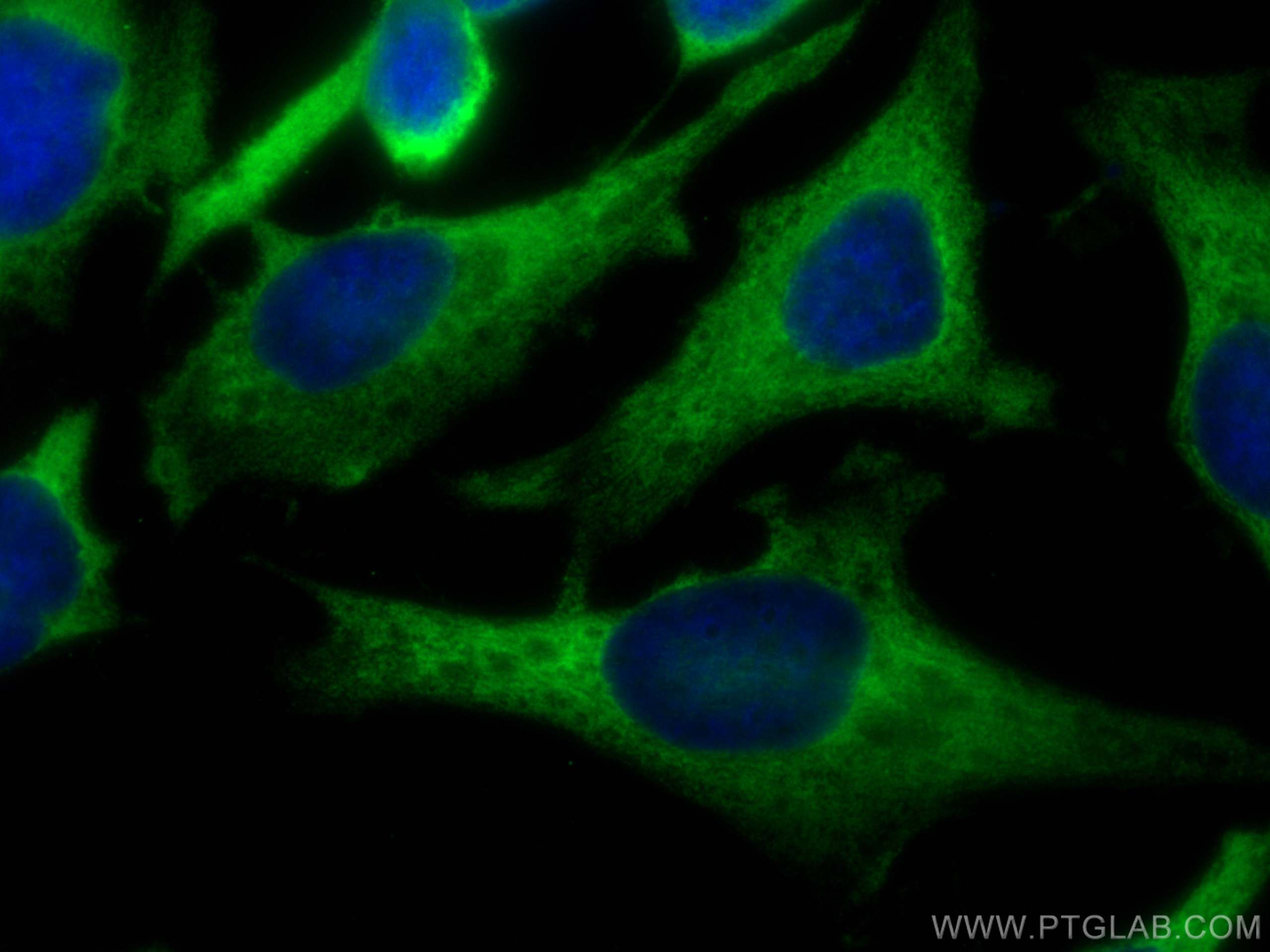 Immunofluorescence (IF) / fluorescent staining of HeLa cells using CoraLite® Plus 488-conjugated EEF1G Monoclonal ant (CL488-68148)