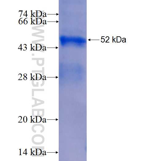 EEF1G fusion protein Ag0218 SDS-PAGE
