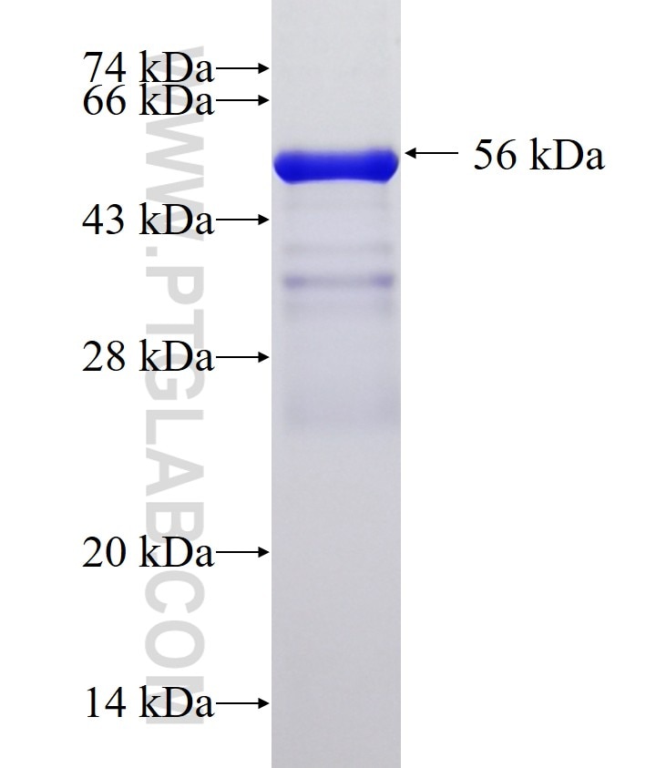 EEF1G fusion protein Ag0218 SDS-PAGE