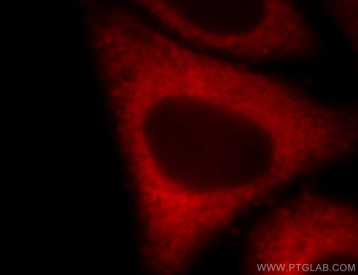 Immunofluorescence (IF) / fluorescent staining of HepG2 cells using EEF2 Polyclonal antibody (20107-1-AP)