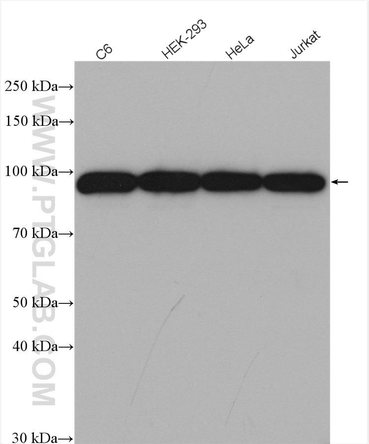 Western Blot (WB) analysis of various lysates using EEF2 Polyclonal antibody (20107-1-AP)