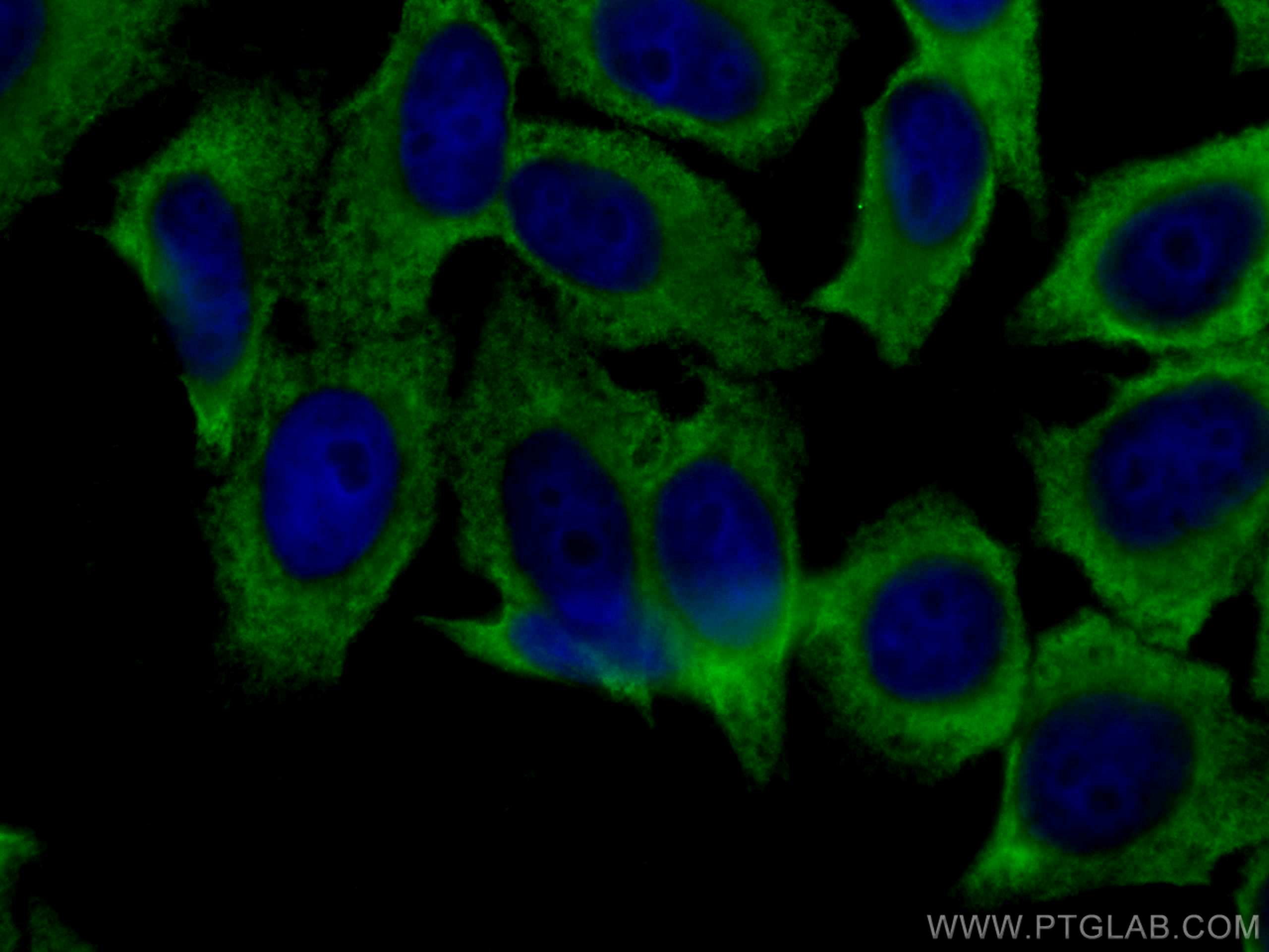 Immunofluorescence (IF) / fluorescent staining of HepG2 cells using EEF2 Monoclonal antibody (67550-1-Ig)