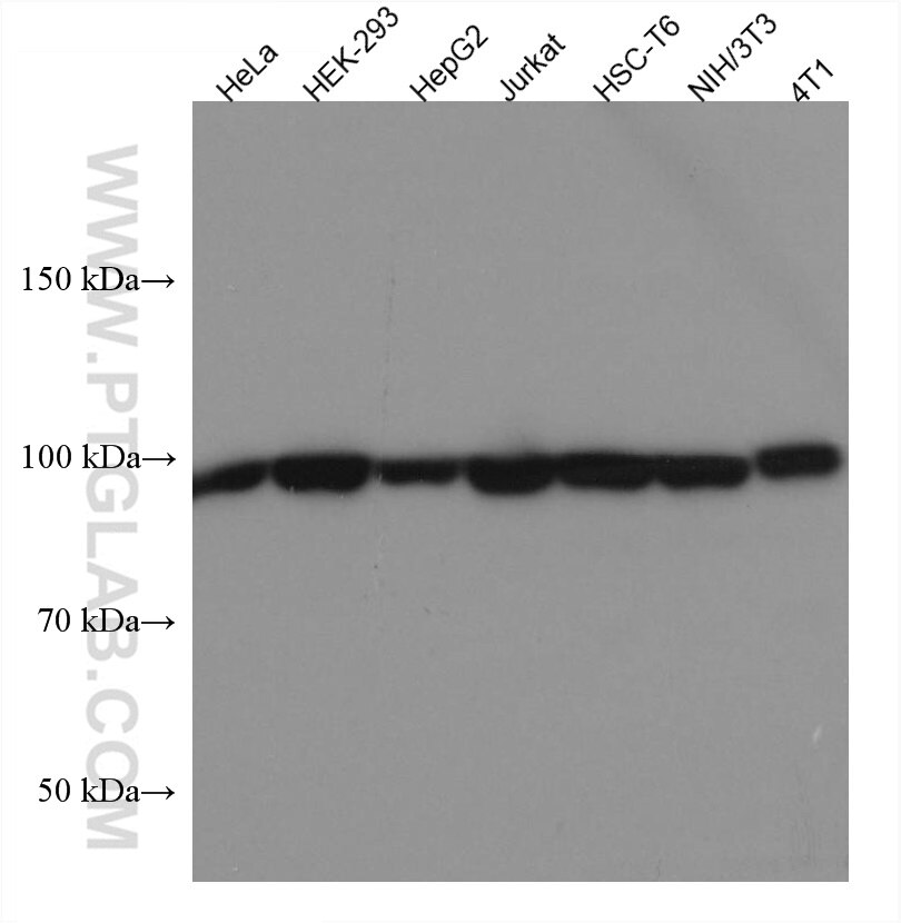 Western Blot (WB) analysis of various lysates using EEF2 Monoclonal antibody (67550-1-Ig)