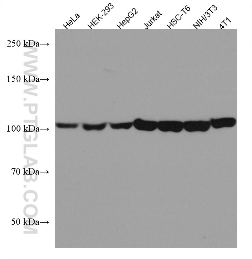 Western Blot (WB) analysis of various lysates using EEF2 Monoclonal antibody (67550-1-Ig)