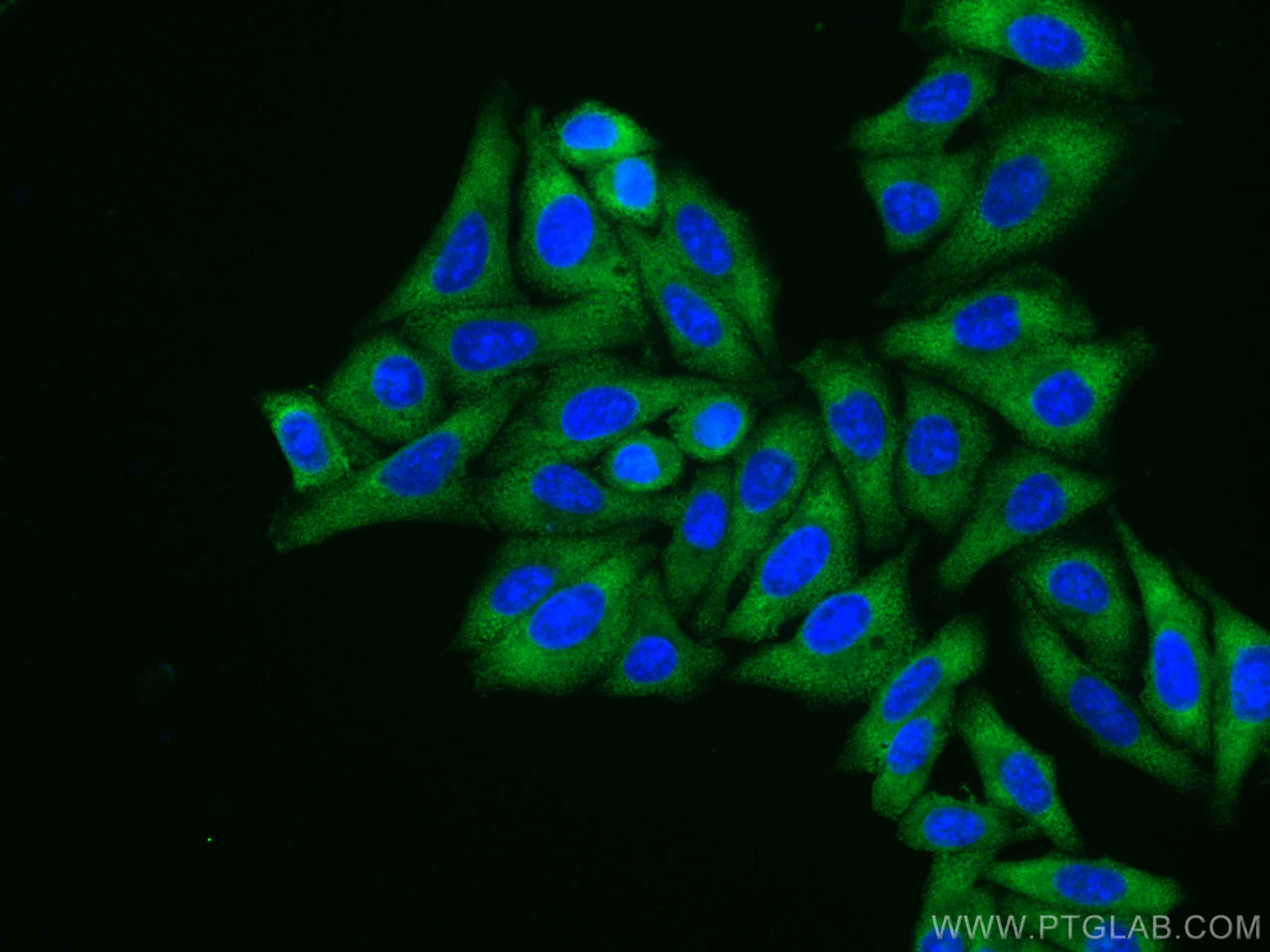 Immunofluorescence (IF) / fluorescent staining of HepG2 cells using CoraLite® Plus 488-conjugated EEF2 Monoclonal anti (CL488-67550)