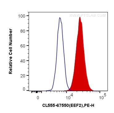 Flow cytometry (FC) experiment of HeLa cells using CoraLite®555-conjugated EEF2 Monoclonal antibody (CL555-67550)